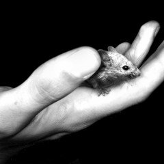 Of Mice and Men – Advanced Quotation Strategies